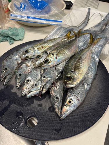 タチウオの釣果