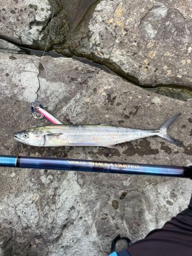 サゴシの釣果