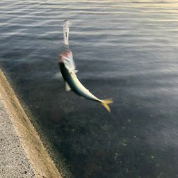 サバ