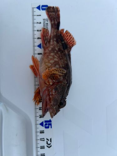 カサゴの釣果