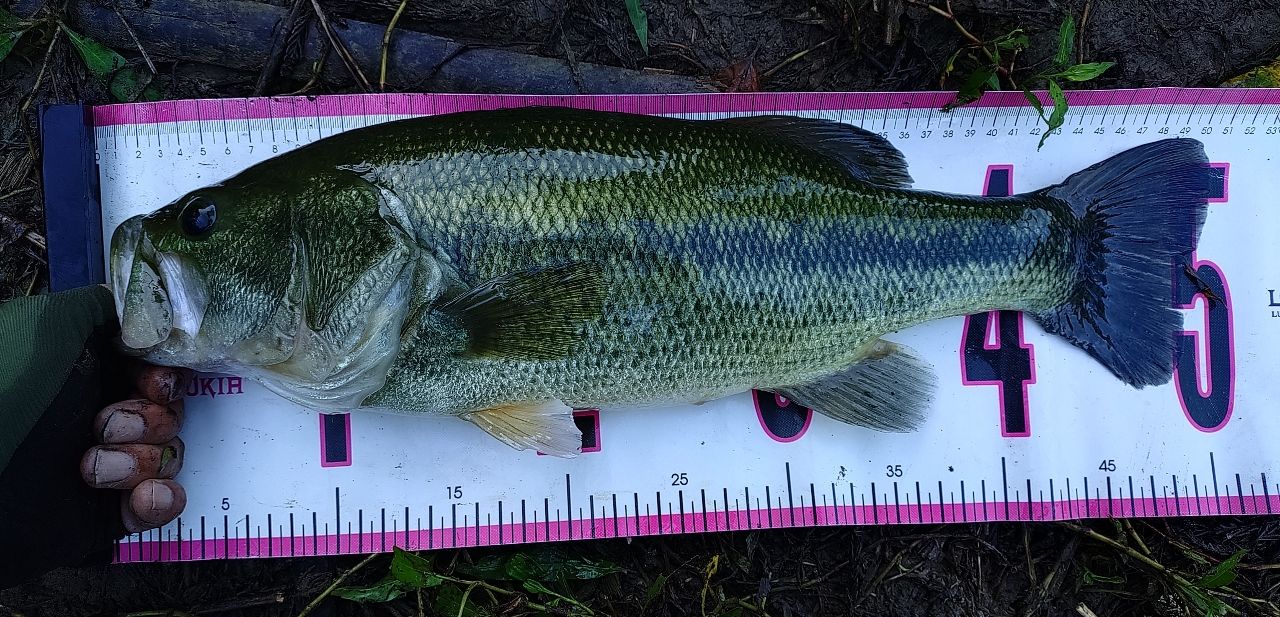 スモールマウスバス