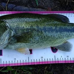 スモールマウスバス