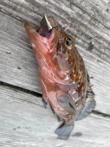 キジハタの釣果