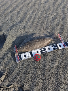 ソゲの釣果