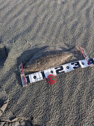 ソゲの釣果