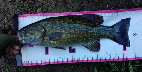 スモールマウスバスの釣果