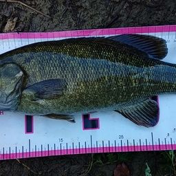 スモールマウスバス