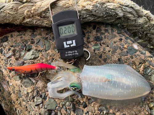 アオリイカの釣果