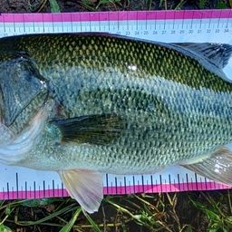 スモールマウスバス