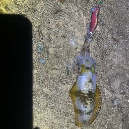 アオリイカ