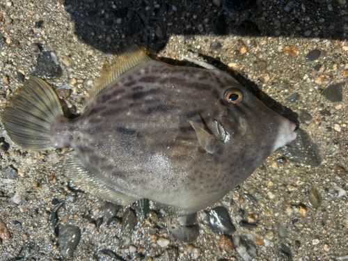 カワハギの釣果