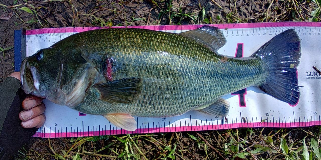 スモールマウスバス