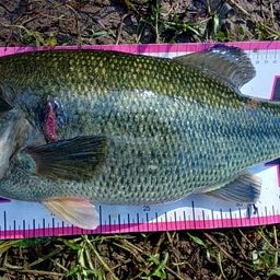 スモールマウスバス