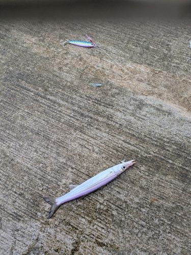 カマスの釣果