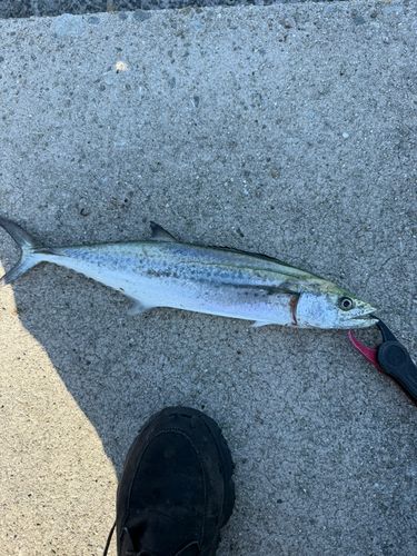 サゴシの釣果
