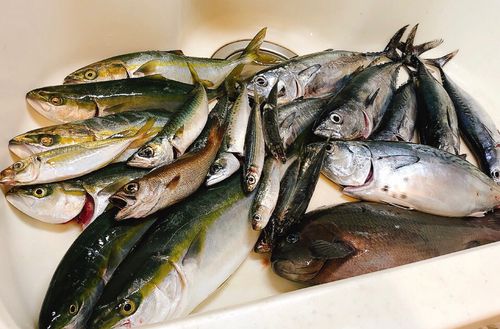 イナダの釣果