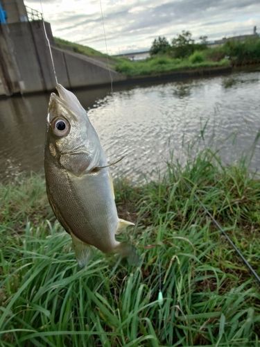 ハゼの釣果