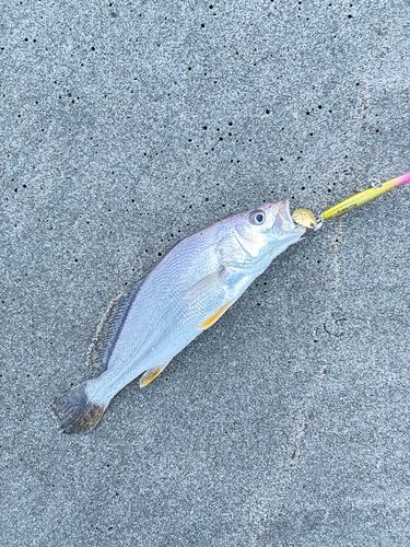ニベの釣果
