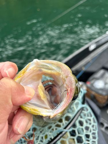スモールマウスバスの釣果