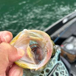 スモールマウスバス