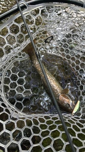 イワナの釣果