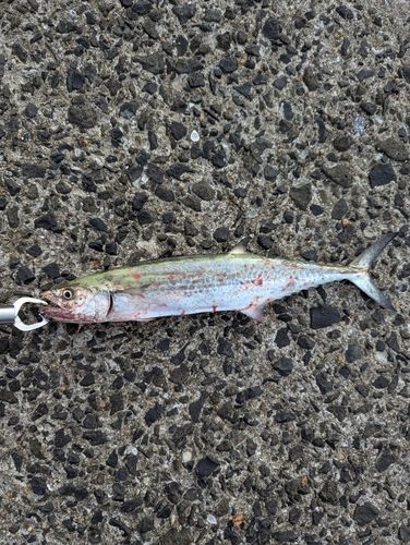 サゴシの釣果