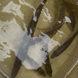 アジ