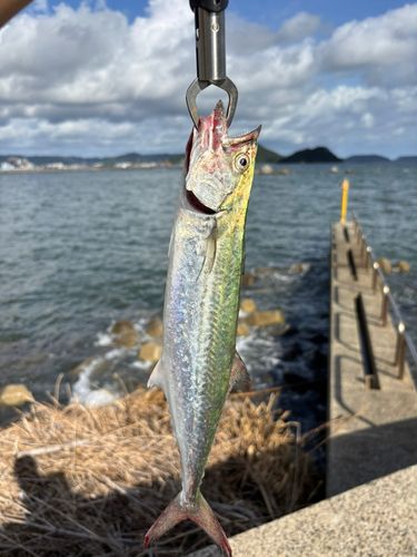 サゴシの釣果