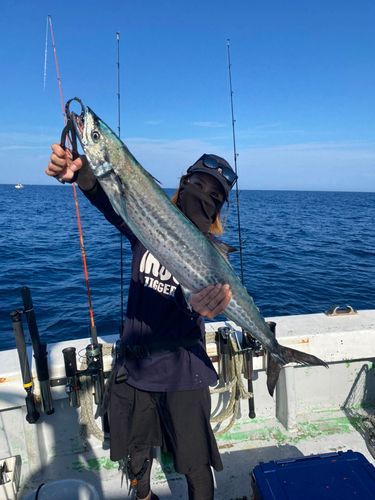 サワラの釣果
