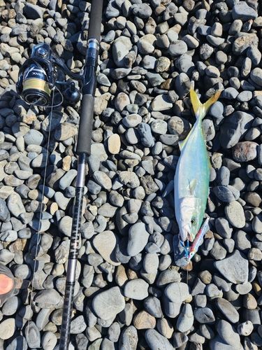 ワカシの釣果
