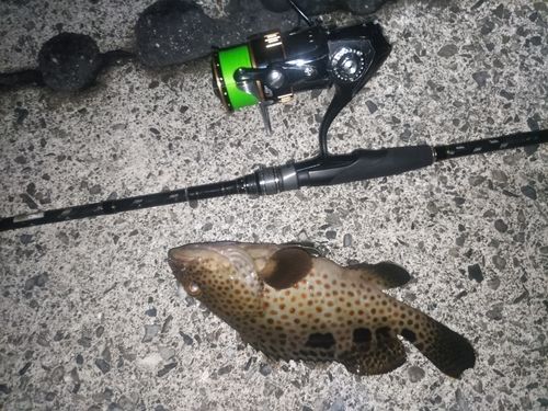 オオモンハタの釣果