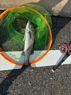 マダカ（マルスズキ）の釣果