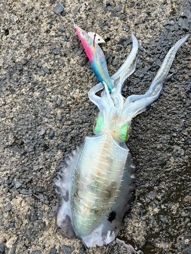 アオリイカの釣果