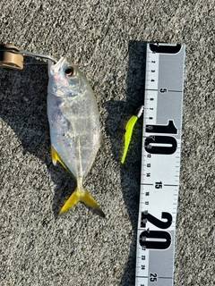 ギンガメアジの釣果