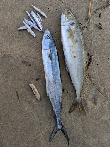 アオアジの釣果