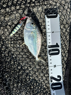 コバンヒイラギの釣果