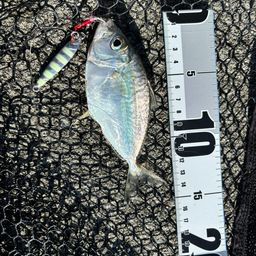 コバンヒイラギ