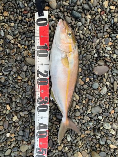 シオの釣果