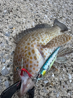 オオモンハタの釣果