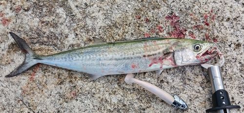 サゴシの釣果