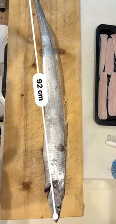タチウオの釣果