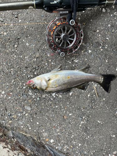 セイゴ（タイリクスズキ）の釣果