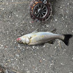 セイゴ（タイリクスズキ）