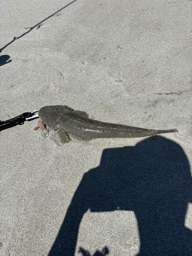 マゴチの釣果