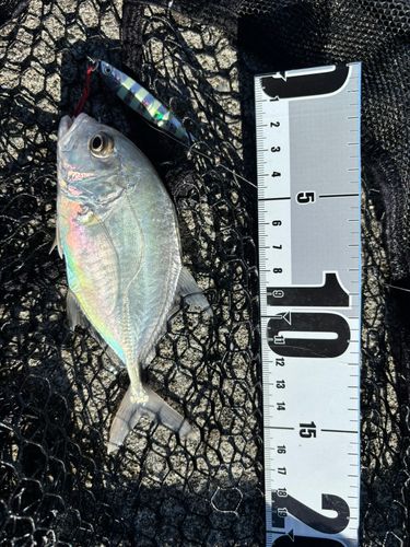 ロウニンアジの釣果