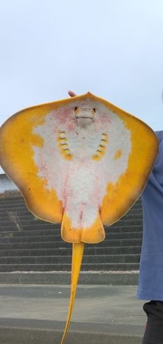 エイの釣果