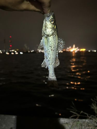 セイゴ（マルスズキ）の釣果