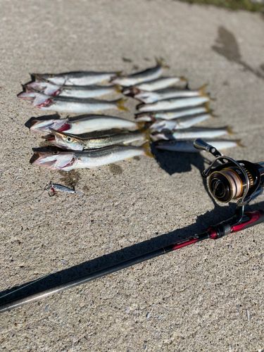 カマスの釣果