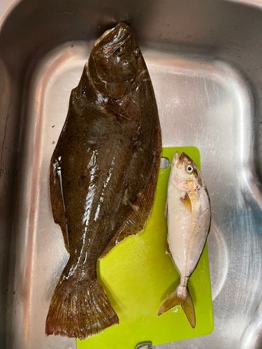ヒラメの釣果