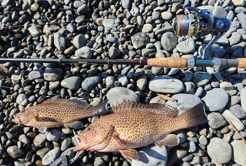 オオモンハタの釣果